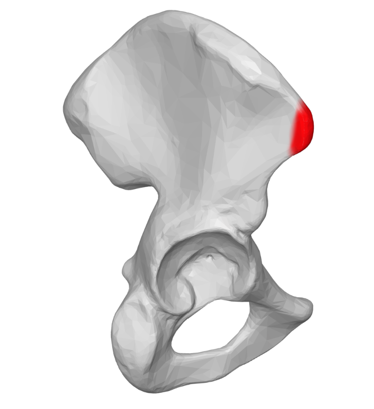 <p>Highlighted is the?</p>
