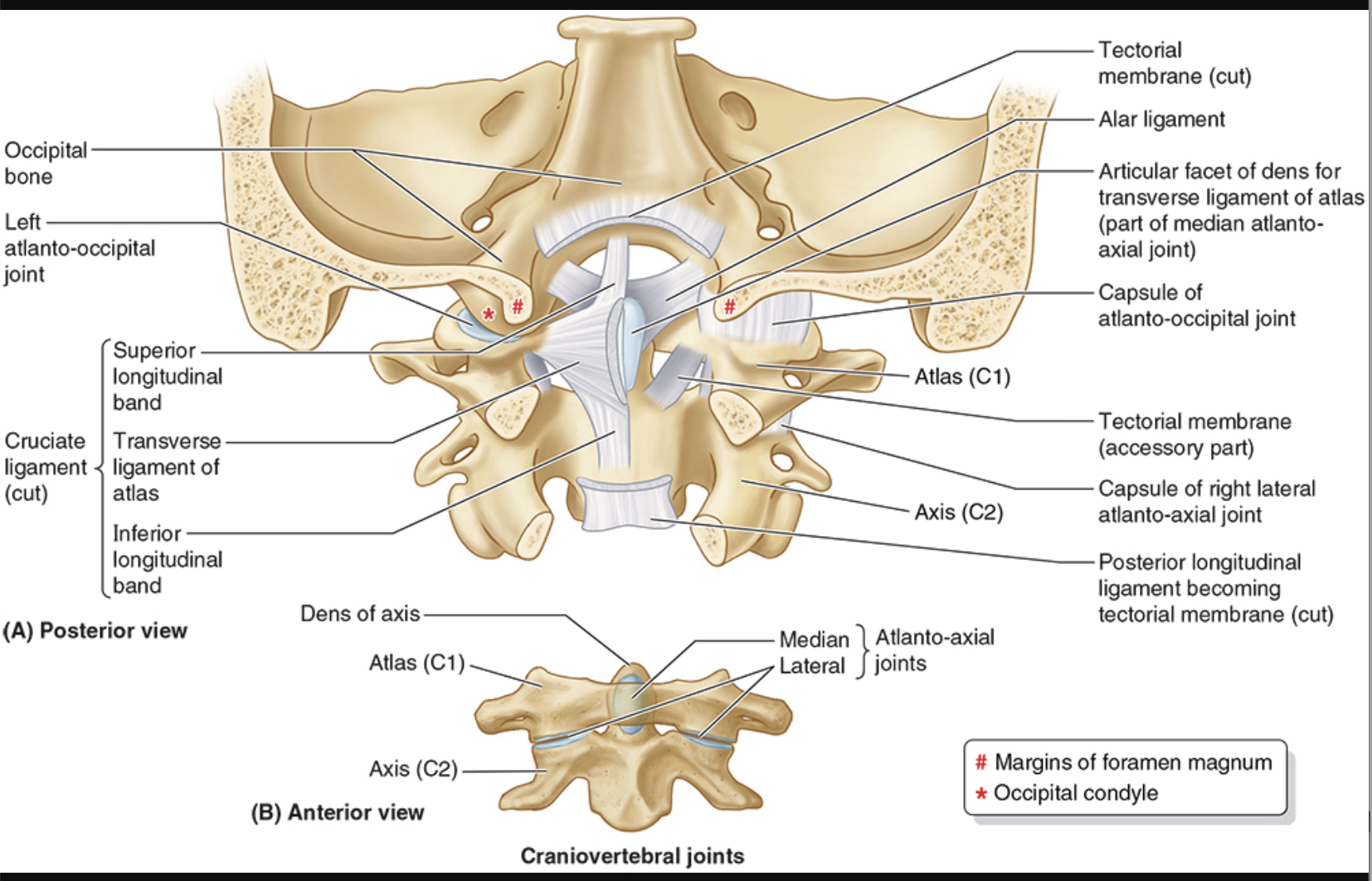 <ul><li><p>sides of dens to foramen magnus</p></li><li><p>prevents excessive rotation</p></li></ul><p></p>