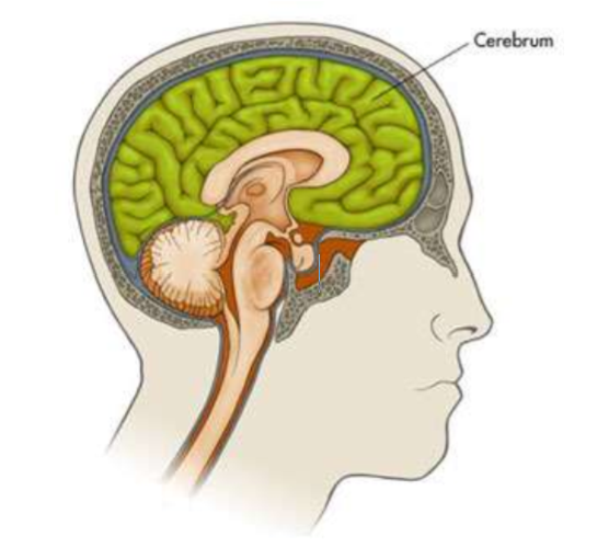 <p>What structures make up the telencephalon?</p>
