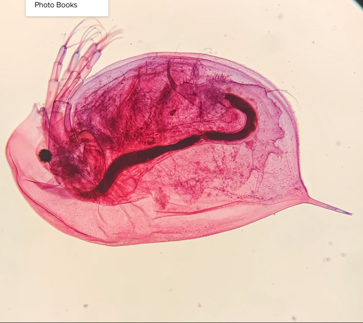 <p>Phylum?<br>subphylum?<br>class?<br>Symmetry? Tissue type?<br>Cavity?<br><br>identity?</p>