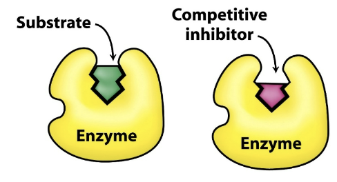 <ul><li><p>Binds reversibly to the active site of the enzyme → forms a nonproductive enzyme inhibitor complex (EI)</p></li><li><p>The substrate and inhibitor compete for binding at the active site</p></li></ul><p></p>