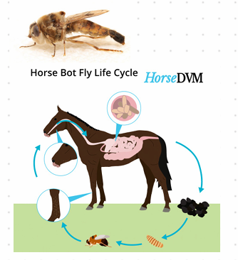 <p><strong>Order: Diptera<span data-name="fly" data-type="emoji">🪰</span> <em>Gastrophilus intestinalis</em></strong></p><ul><li><p>Family: Oestridae</p></li><li><p>Myasis: Parasitic infection of the body by fly larvae of Diptera (mammals)</p></li></ul><p><strong>Life Cycle (LC)</strong></p><ol><li><p>Flies lay eggs on host</p></li><li><p>Eggs hatch after 12-24 hours</p></li><li><p>Larvae migrate into tissue and molt twice</p></li><li><p>Larvae feed for 2-4 days, then leave host and pupate on the ground for 1-2 weeks</p></li><li><p>Adult emerges</p></li></ol><ul><li><p>Females lay eggs in open wounds of mammals</p></li></ul><p><span data-name="pill" data-type="emoji">💊</span> Treatment</p><ul><li><p>Remove larva with forceps</p></li><li><p>Lidocaine can be used to extract</p></li><li><p>Petroleum gel can be used to cut off O2 supply</p></li></ul><p><span data-name="round_pushpin" data-type="emoji">📍</span> Location</p><ul><li><p class="text-primary-foreground"><em>G. intestinalis</em>: duodenum (common botfly)</p></li><li><p class="text-primary-foreground"><em>G. inermis</em>: esophagus &amp; stomach</p></li><li><p class="text-primary-foreground"><em>G. haemorrhoidalis</em>: stomach, rectum</p></li></ul><p><span data-name="horse_face" data-type="emoji">🐴</span> LC where FH is horse:</p><ol><li><p>Egg on hair (foreleg) - 1 week</p></li><li><p>Hatch when licked or eaten</p></li><li><p>Burrow in front of tongue and migrate to back - 3-4 weeks</p></li><li><p>Stomach - intestinal wall - 8-12 months</p></li><li><p>Leaves with feces in summer</p></li><li><p>Pupate for 1-2 months - Adult</p></li></ol><p>Adult and larva are free-living</p><p>Infective stage: L1</p><p>Hatch: L1 -&gt; L2 in mouth -&gt; L3 in stomach</p><p>Larva has 17 segments with spiracles in butt</p><p><span data-name="microscope" data-type="emoji">🔬</span> Diagnosis</p><ul><li><p>Endoscopy</p></li><li><p>Larva in feces</p></li></ul><p><span data-name="pill" data-type="emoji">💊</span> Treatment</p><ul><li><p>Ivermectin</p></li></ul><p></p>