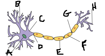 <p>What part of the neuron is E?</p>