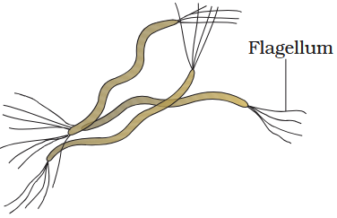 <p>what are these bacteria called?</p>