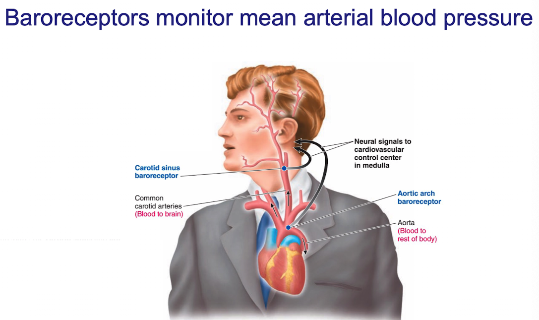 <ul><li><p>arterial carotid sinus and aortic arch baroreceptors detect rises and falls in arterial blood pressure</p></li><li><p>Sends signals to cardiovascular control center in brainstem which then adjusts levels of sympathetic activity</p></li><li><p>uses nervous system</p></li></ul><p></p>