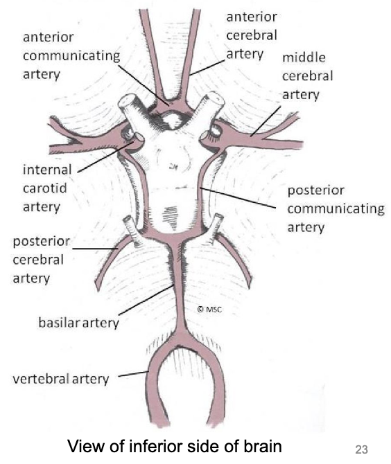 <ul><li><p>circle of arteries supplying the brain</p></li><li><p>formed by posterior cerebral, posterior communicating, internal carotid, anterior cerebral, and anterior communicating arteries</p></li></ul><p></p>