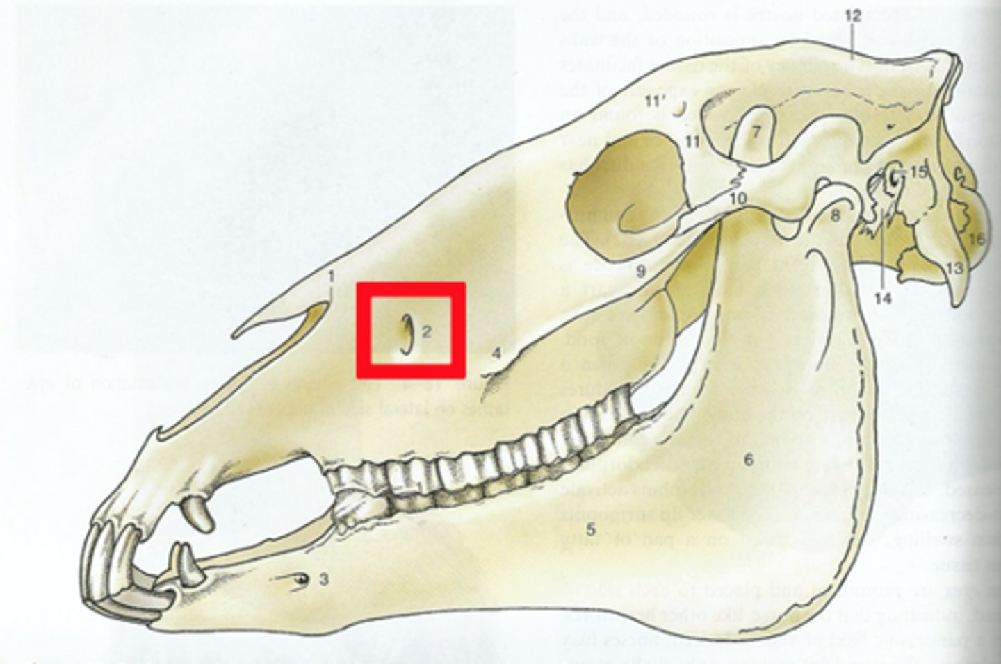<p>block maxillary branch at the infraorbital foramen</p>