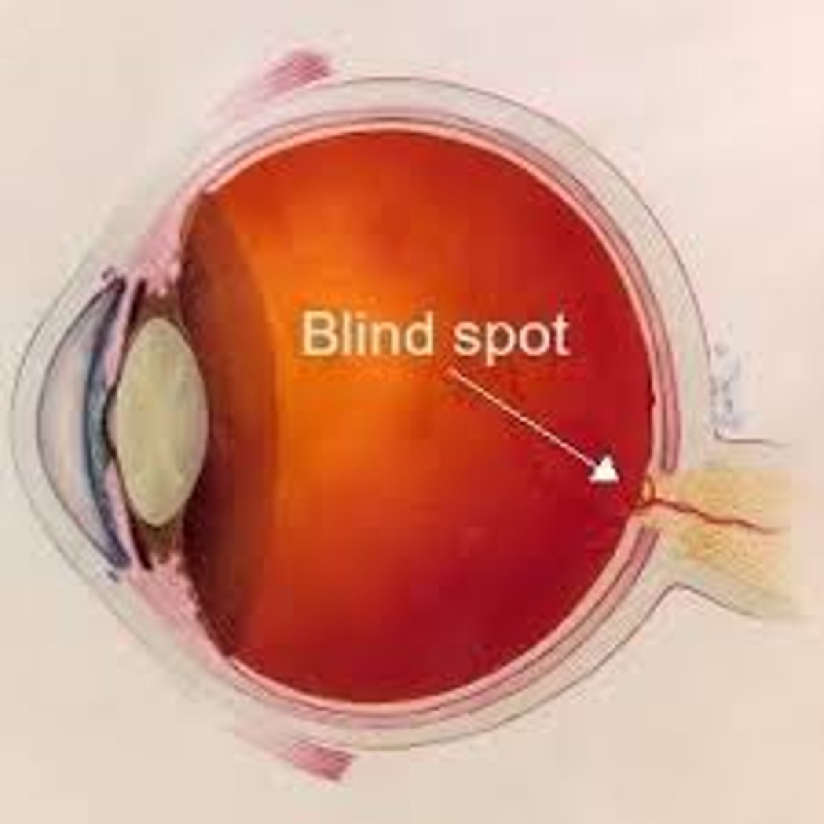 <p>the point at which the optic nerve leaves the eye and no receptor cells are located there.</p>