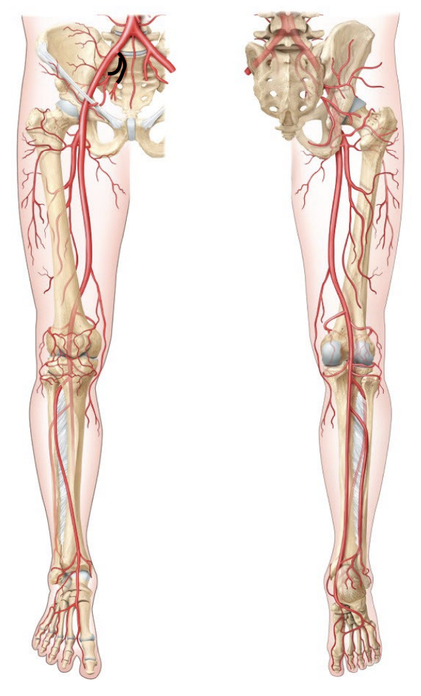 <p>An artery that supplies blood to the pelvic organs.</p>