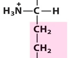 <p>What Amino Acid is This?</p>