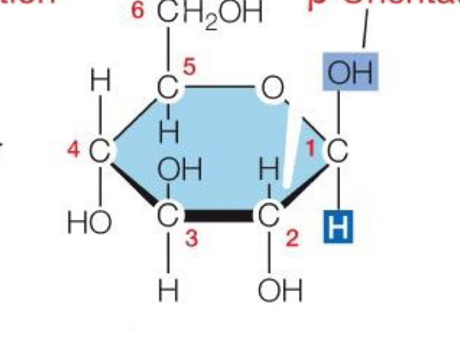 <p>OH (Hydroxl) pointing up, H pointing down</p>