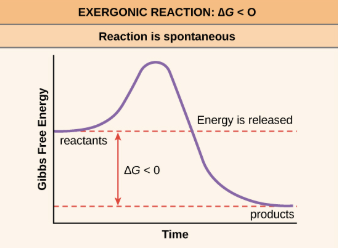 <p>Energy exits the reaction,  —DeltaG to products</p><ul><li><p>Catabolic</p></li><li><p>Spontaneous</p></li></ul><p></p>