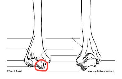 <p>humerus, next bump over from capitulum</p>