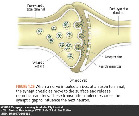 <p>How are neurotransmitters contained?</p>