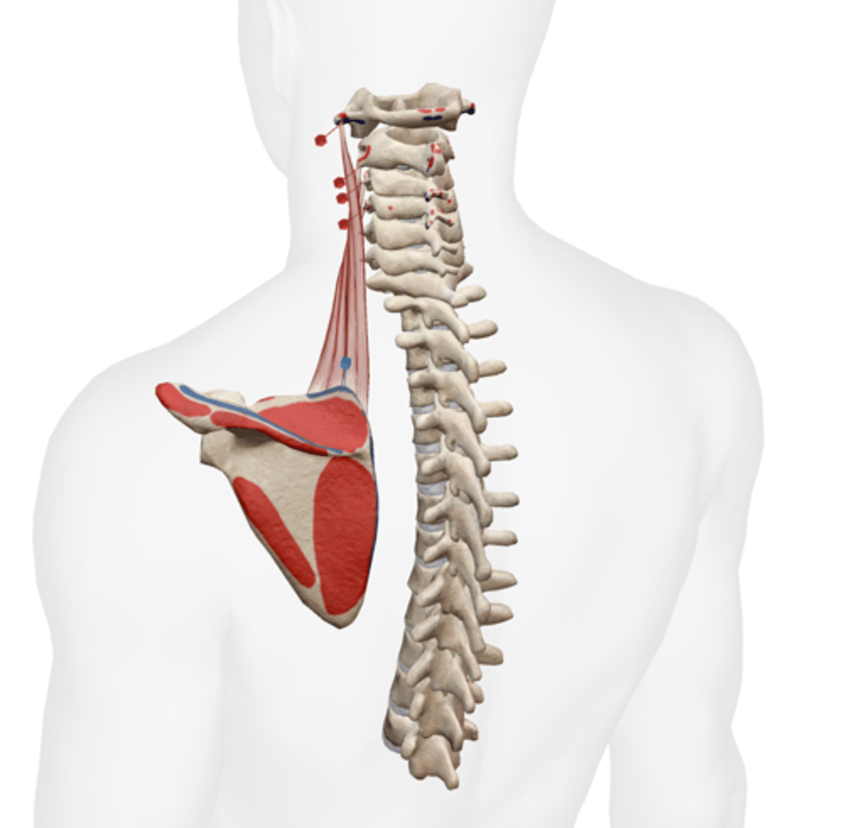 <p>superior medial border of scapula</p>