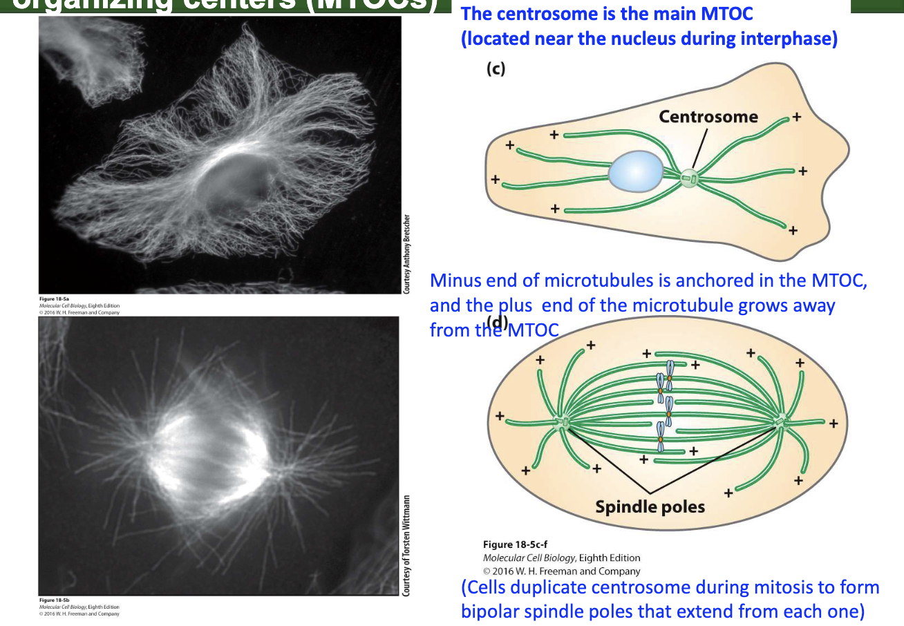 <ul><li><p><strong>Centrosome = main MTOC</strong> (near nucleus in interphase)</p></li><li><p>MTs grow from <strong>+ end</strong>, anchored at <strong>– end</strong> in MTOC</p></li><li><p>Centrosomes duplicate before mitosis → form <strong>spindle poles</strong></p></li></ul><p></p>