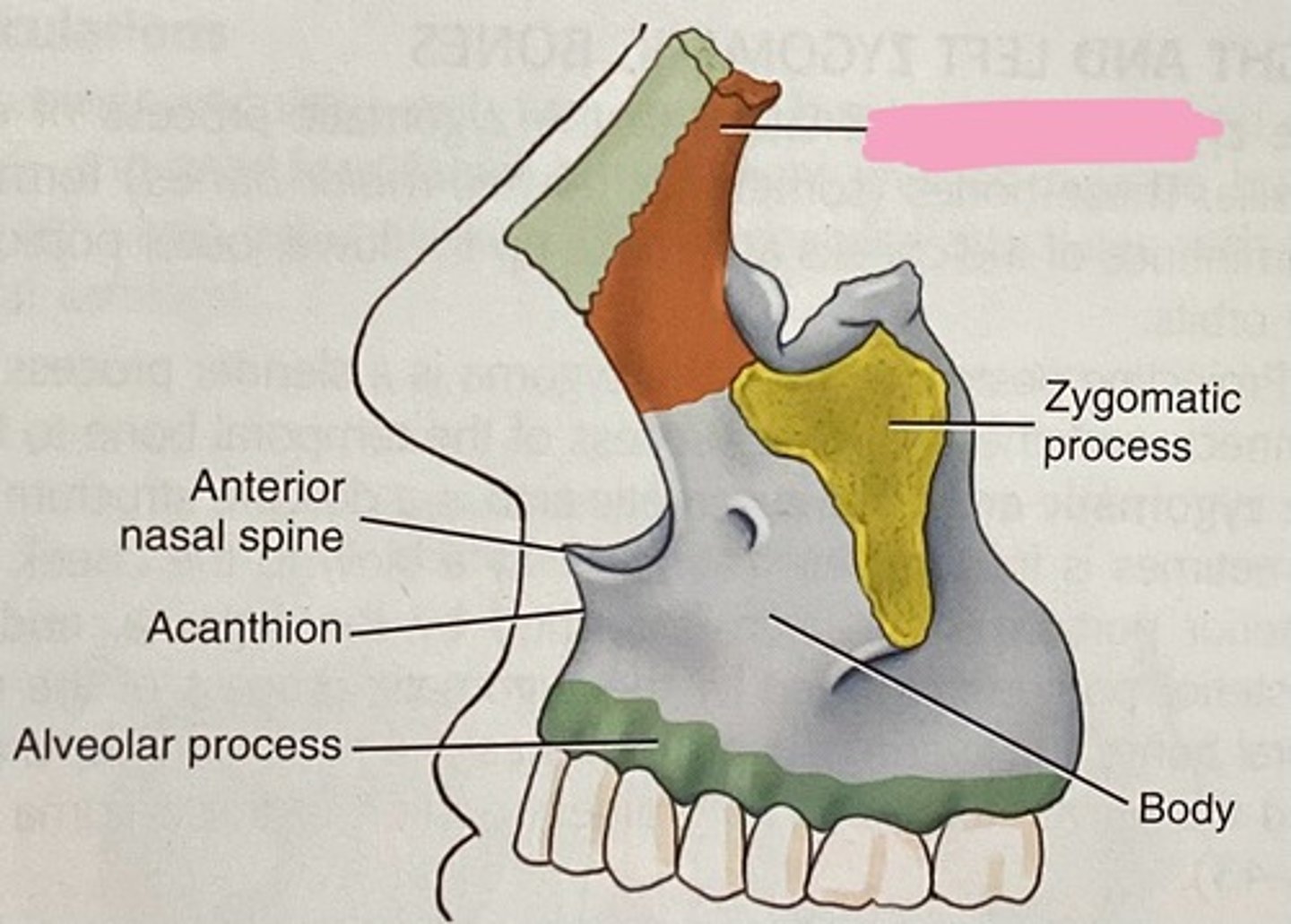 <p>Which process of the maxillae projects upwards along the lateral border of the nose toward the frontal bone?</p>