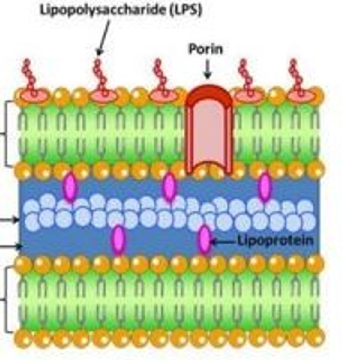 <p>Is this Gram positive or Gram negative bacteria?</p>