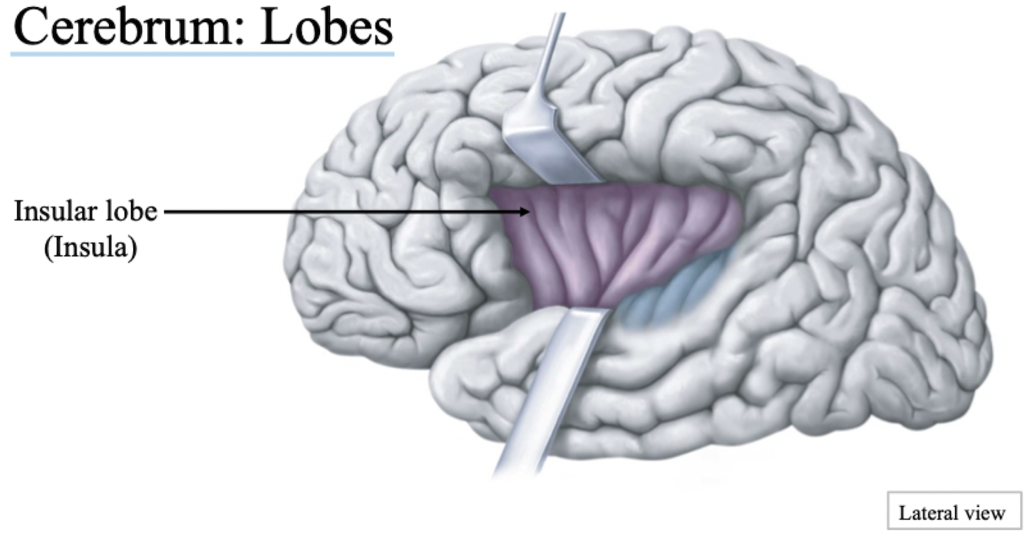 <p><u>Insular lobe (Insula)</u></p><ul><li><p>﻿﻿If you pushed up parietal lobe and looked internally</p></li><li><p>﻿﻿Automatic processing responses</p></li></ul>