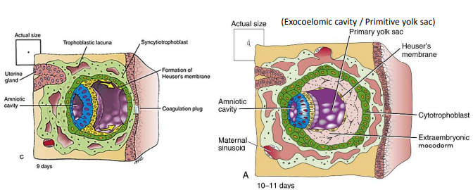 <p>At day 9, some hypoblasts migrate along the inner cytotrophoblast lining of the blastocoel and secrete extracellular matrix that forms the membrane that surrounds the blastocoel, now called the primary yolk sac.</p>
