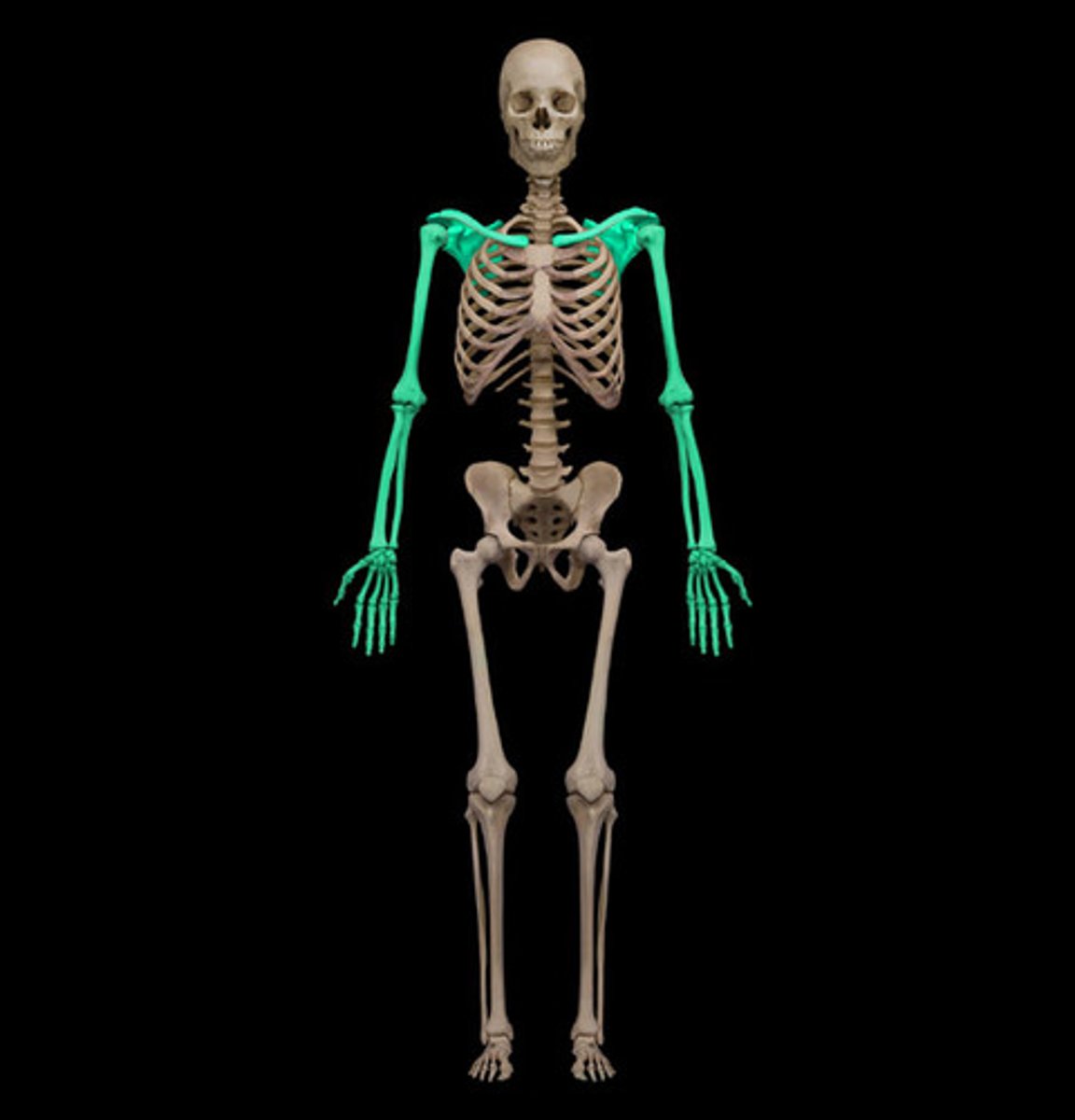 <p>/lɪm/ danh từ</p><p>chi, tay, chân</p><p>He injured his limb during the game.</p><p>appendage, extremity</p><p>limber (adj)</p>