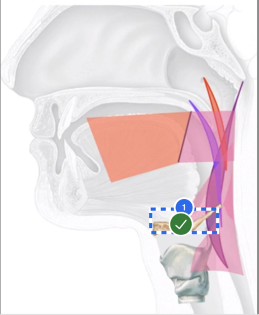 <p>hyoid bone </p><p>--> That is the reason pharyngeal constriction/contraction also assists with hyolaryngeal elevation.</p>