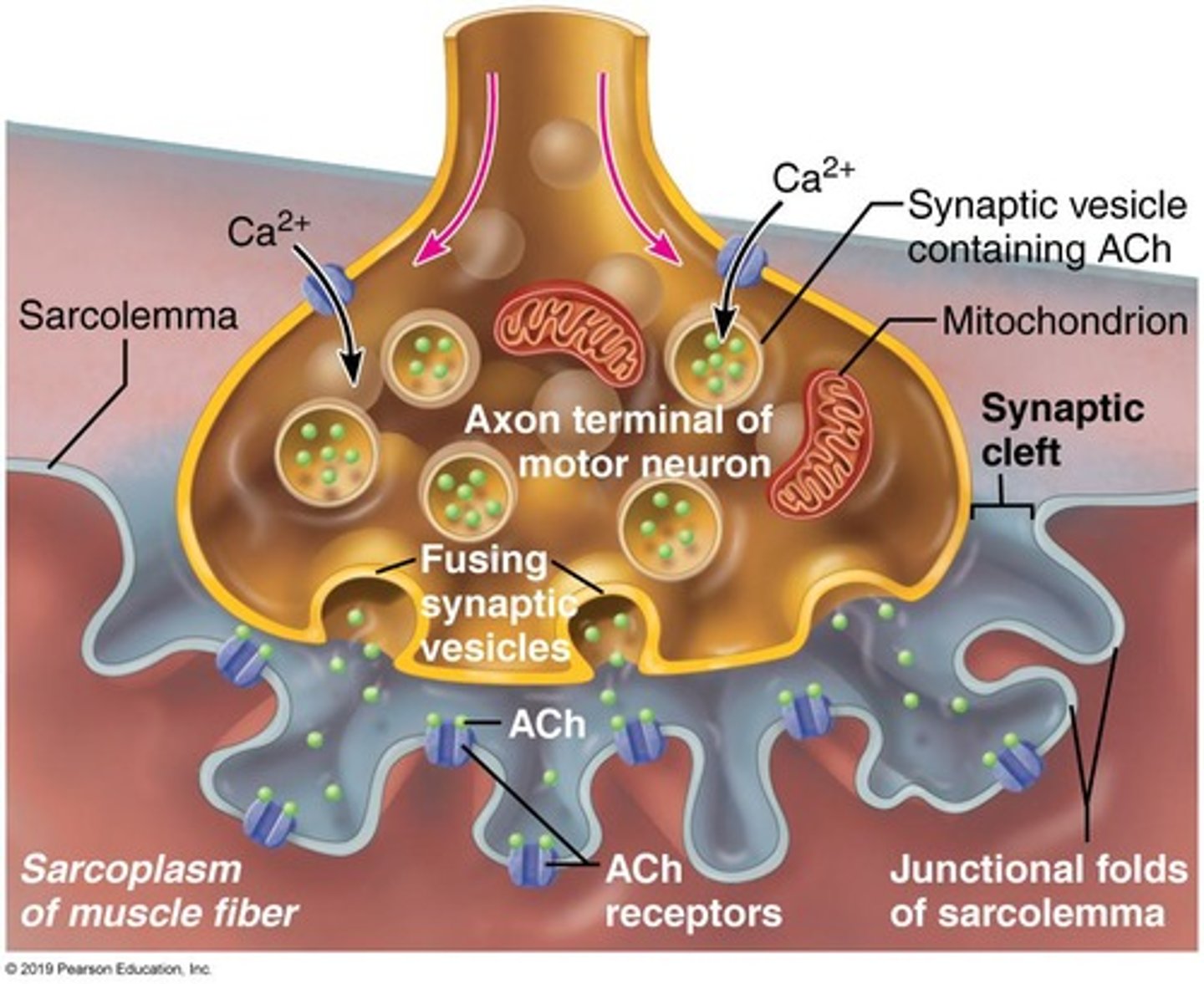 <p>Where a motor neuron meets a muscle fiber</p>