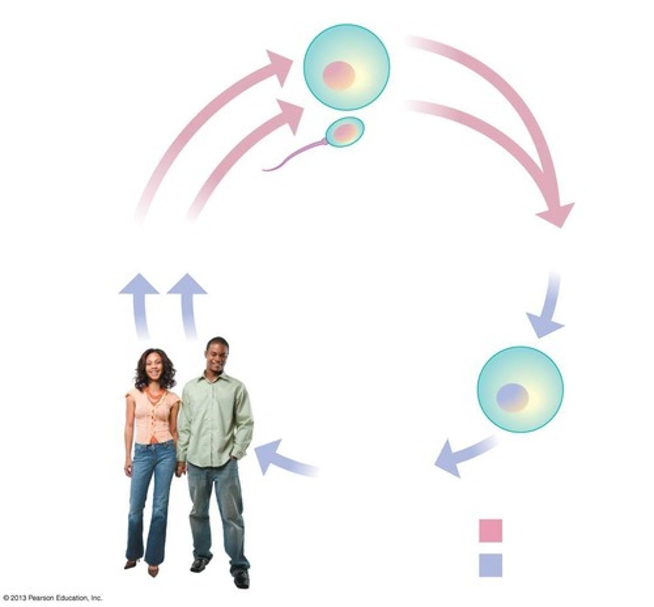 <p>Gametes unite to form a diploid zygote.</p>