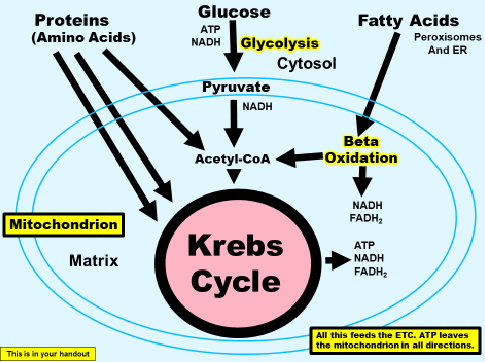 <p>breaking up fatty acuds and how fatty acids got into kreb through Acetyl CoA</p>