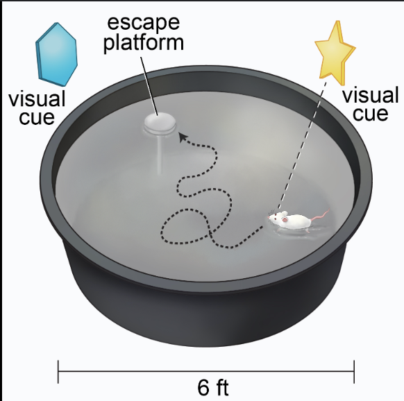 <p><span>Learn and remember the location of a hidden</span><br><span>platform using distal cues.</span><br><span>• Dislike of water</span></p>