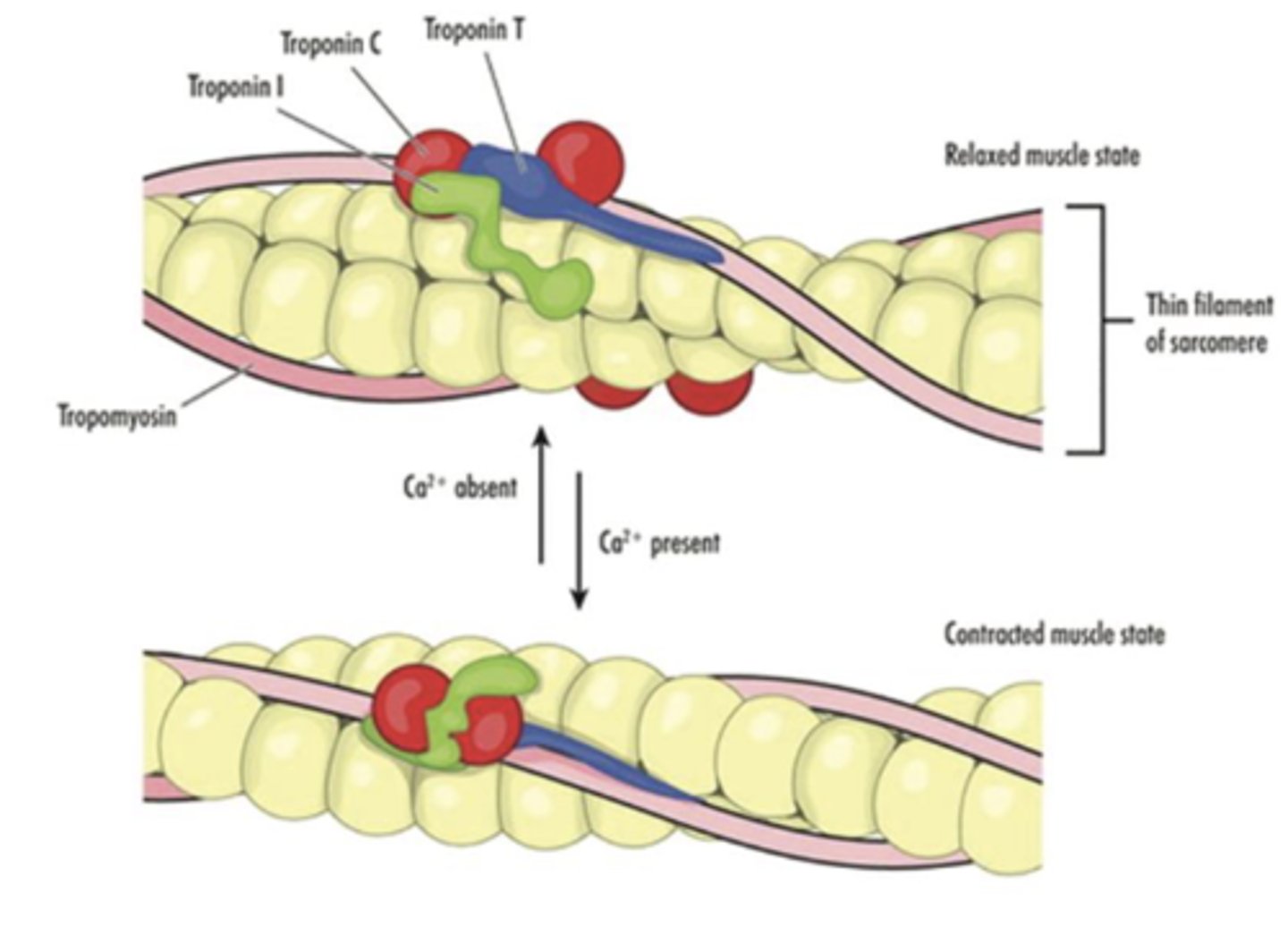 <p>Troponin C (red) binds Ca2+, which stabilizes the activated state, where troponin I (green) is no longer bound to actin. Troponin T(blue) anchors the complex on tropomyosin</p>