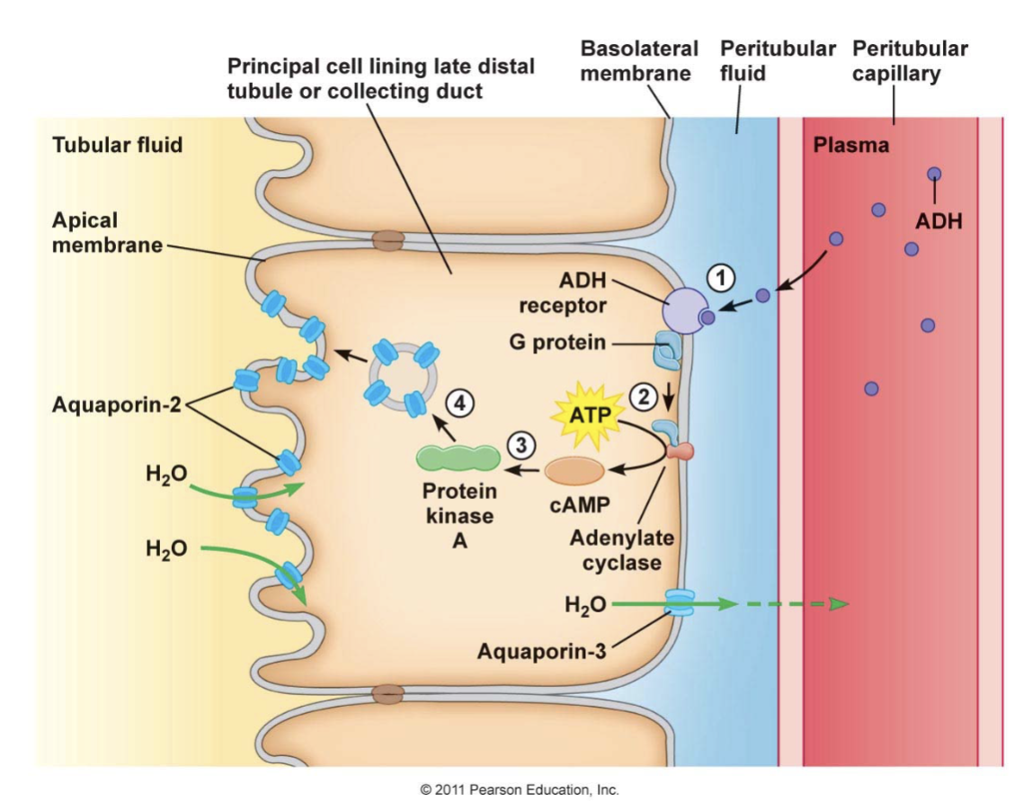 <p>ADH binds to V2 receptors on basolateral membrane of collecting duct cells </p><p>Activation of G protein → stimulates adenyl cyclase → converts ATP to cAMP</p><p>cAMP activates PKA (protein kinase A)</p><p>PKA phosphorylates proteins which moves Apuaporin-2 water channels to apical membrane</p><p>Water from urine now pass into cell and then blood, making urine more concentrated and the body retains water</p>