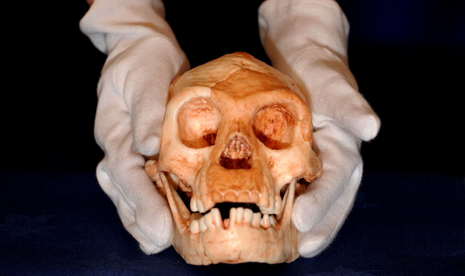 <p>Homo floresiensis = Was mostly on a plant-based diet, with some meat;</p><p>They had a square jaw, small canines, and large premolars for grinding.</p><p>There was also evidence that they used cutting tools.</p>