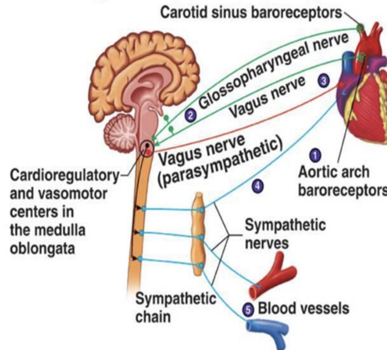 <p>- parasympathetic system</p><p>- acetylcholine</p><p>- "rest and digest"</p><p>(3, slows down heart)</p>