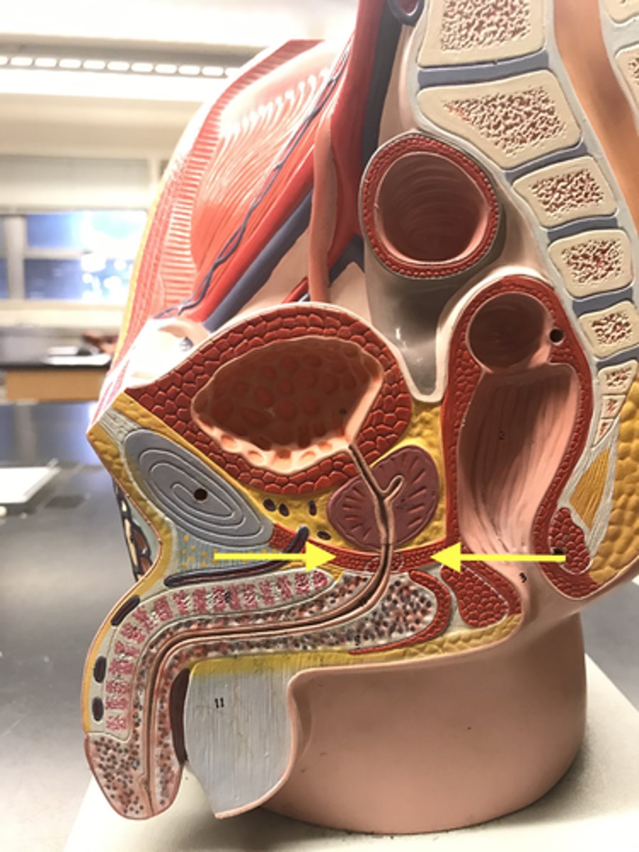 <p>horizontal muscle under the prostate</p>