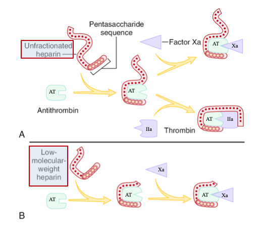 <p><span style="color: #0ee81f">Derived from UFH via depolymerization</span><br>•<span style="color: #e8ed09"> Binds AT and <strong>preferentially inhibits factor Xa</strong></span><br>• Less activity against thrombin (IIa) due to shorter chain length<br>•<span style="color: #d5f60f"> Longer half-life and more predictable response than UFH</span></p>