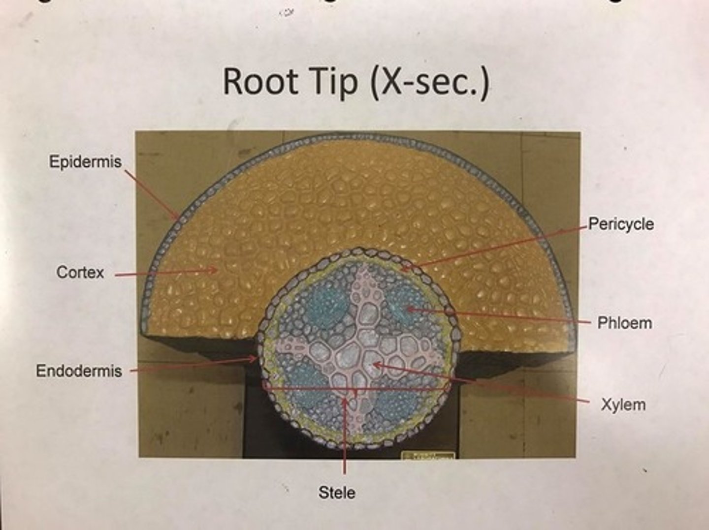 knowt flashcard image