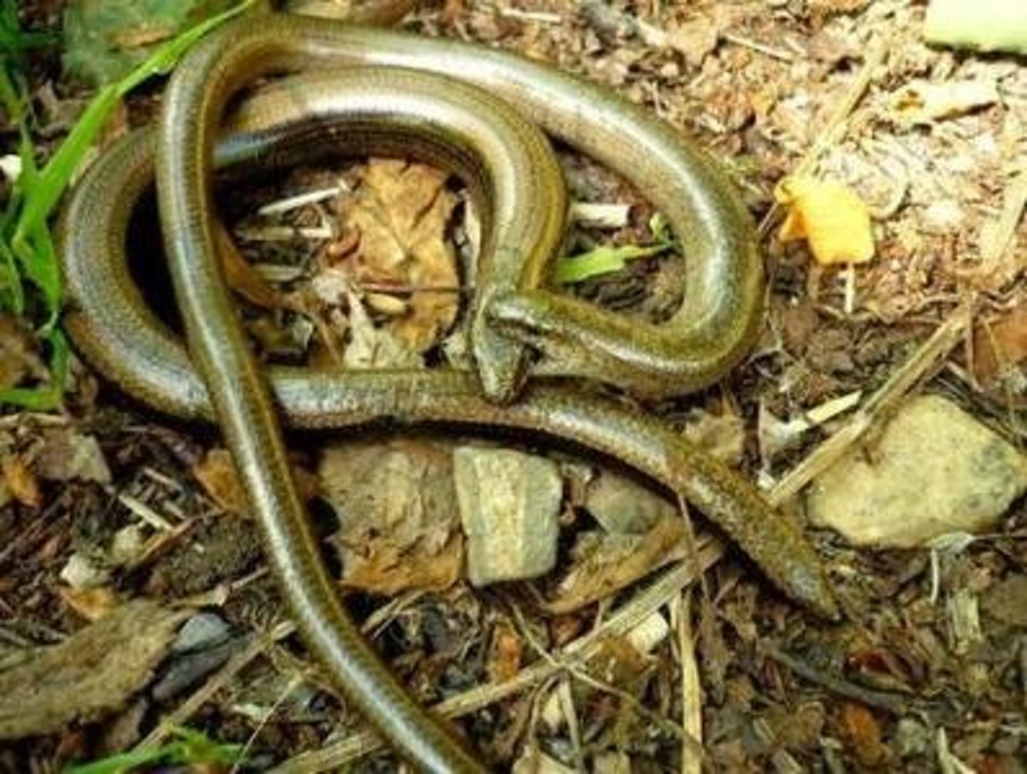 <p>padalec - a legless lizard</p>