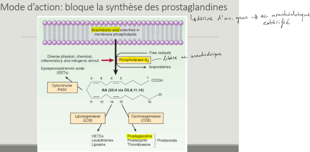 <ul><li><p>Inflammation → ac arachidonique libéré de bicouche lipidique via estérification par phospholipase A2</p></li><li><p>ac arachidonique transformé en moléc de classe des prostanoïdes par cyclo-oxygénase (COX)</p></li><li><p>AINS inhibent activités de l’enz COX → bloquage de synthèse des prostanoïdes → bloquage des leur actions biologiques</p></li></ul><p></p>
