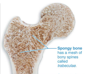 <ul><li><p>made up of a honeycomb of small, needle-like or flat pieces of bone called <strong>trabeculae</strong></p></li><li><p>Open spaces between trabeculae are filled with red or yellow bone marrow</p></li></ul><p></p>