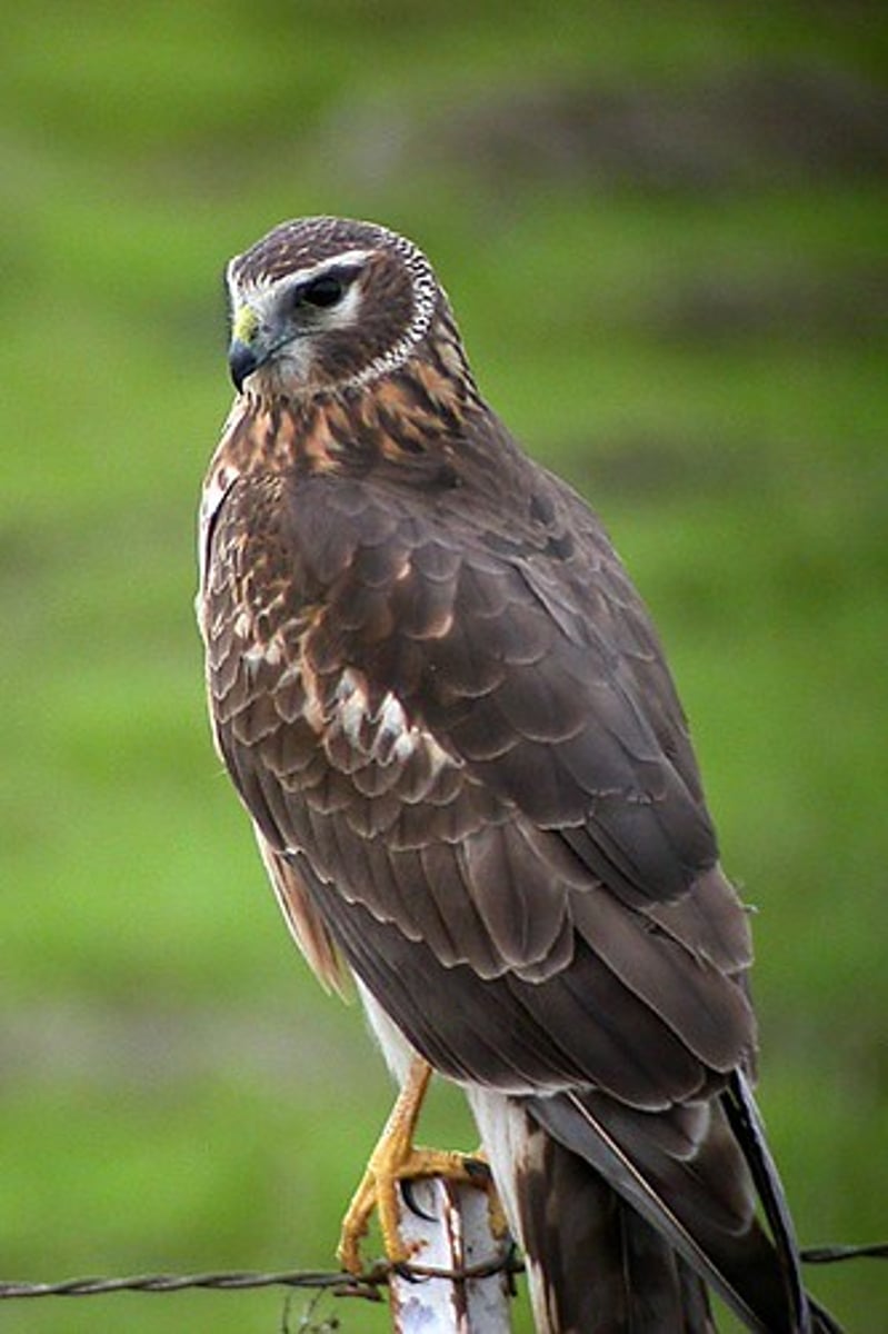 <p>Accipitriformes</p><p>Accipitridae</p>