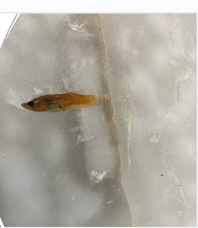 <p>What is the species and common name of this vertebrate that’s in Order Cyprinodontiformes and Family Poecillidae (Livebearers)</p>