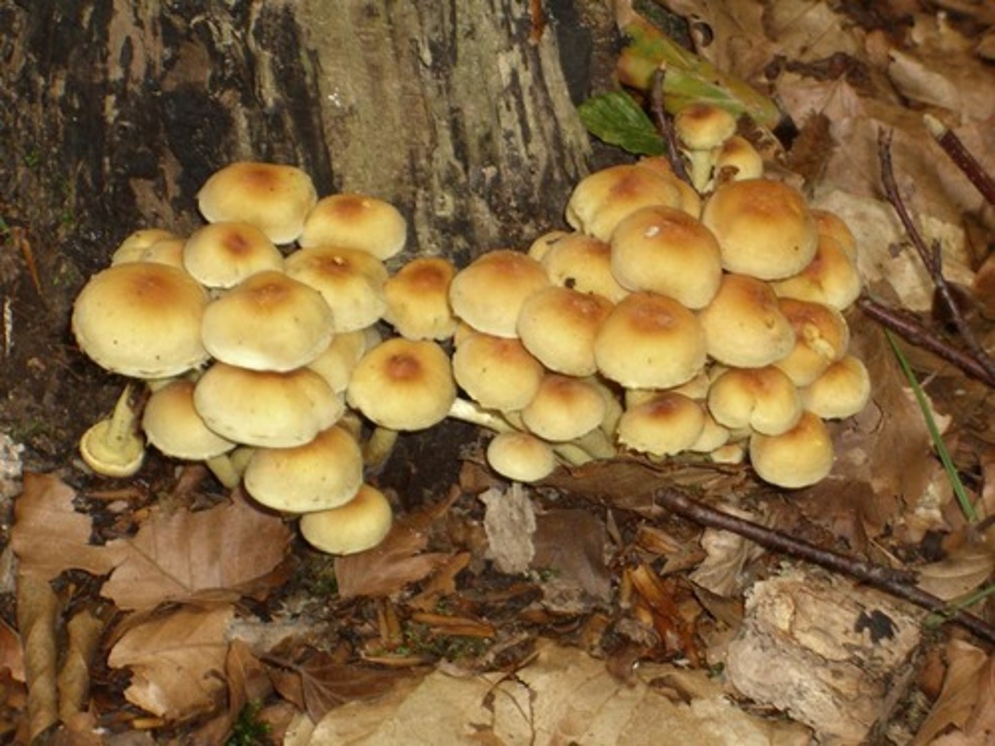 <p>Honungskivling (Basidiomycota), Rhizomorfer: mycelsträngar som växer mellan bark och ved</p>