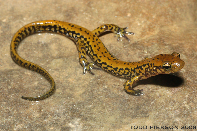 Plethodontidae - Eurycea longicauda