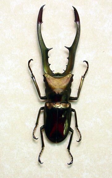 <p>Cyclommatus stag</p>