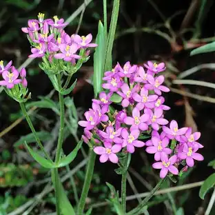 <p>centaurium erythraea</p>