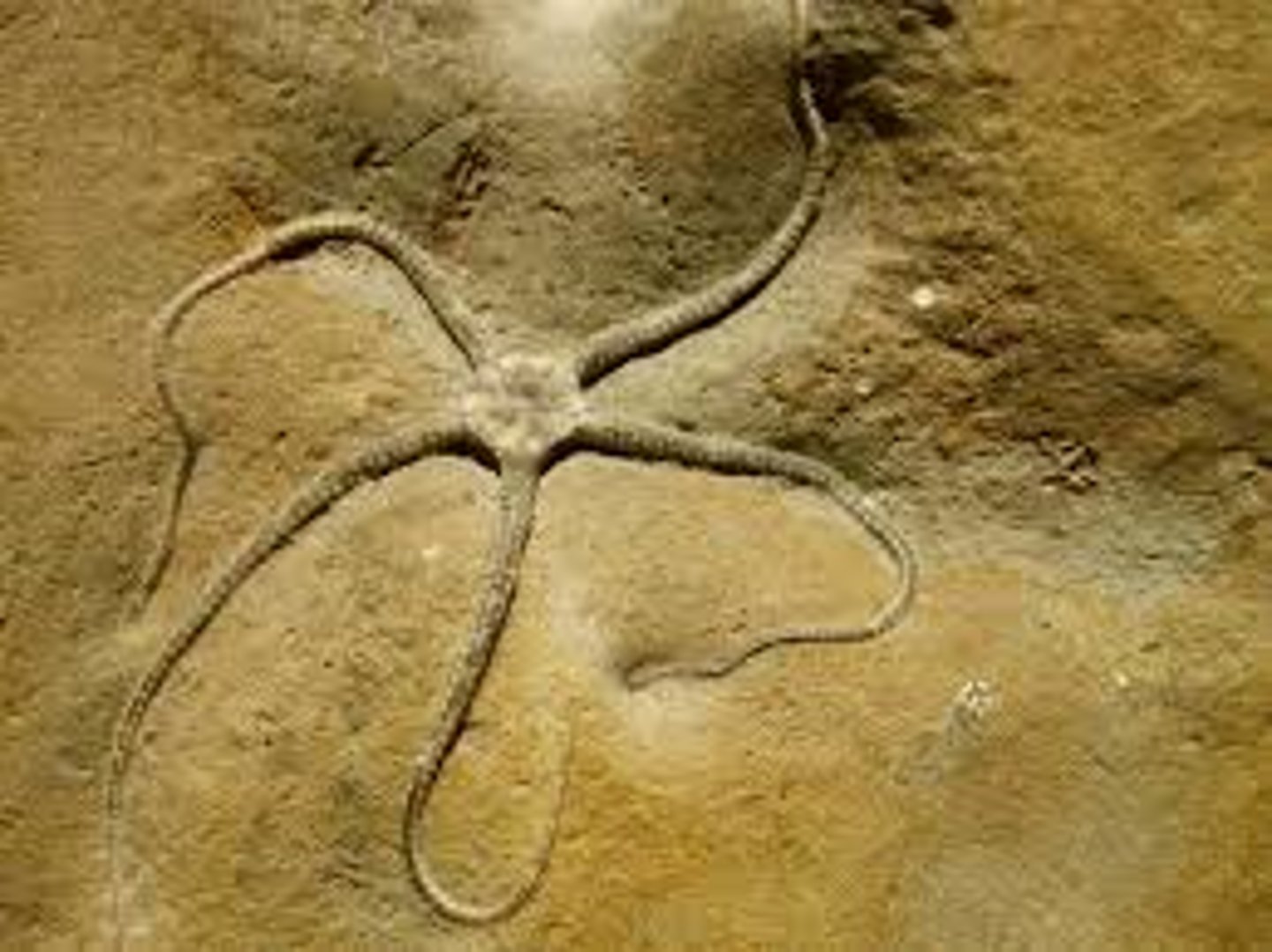 <p>- Brittle Stars</p><p>- slender armed sea stars</p>