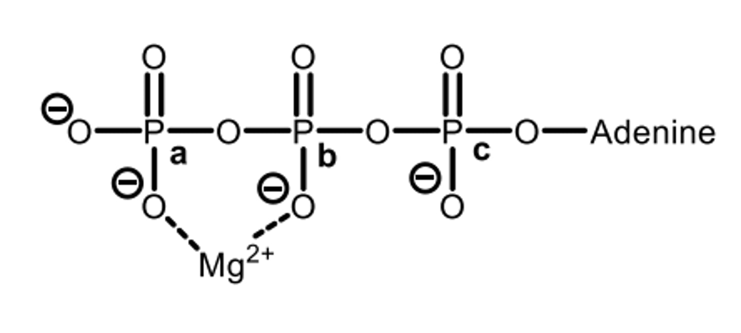 <p>Which phosphate would be linked to the hydroxyl group of glucose during enzyme catalysis?</p>