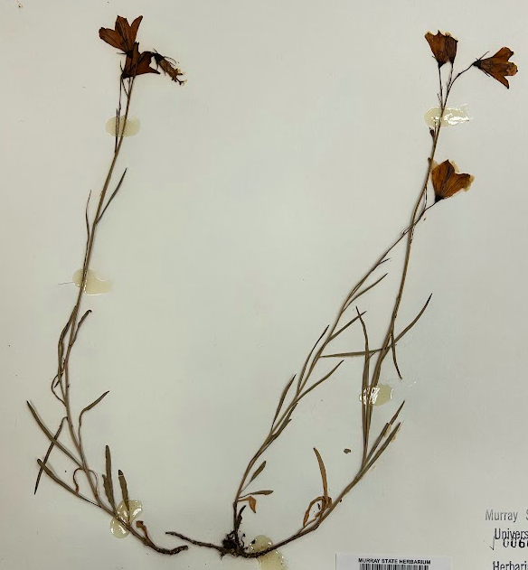 <p>Family + Genus</p>