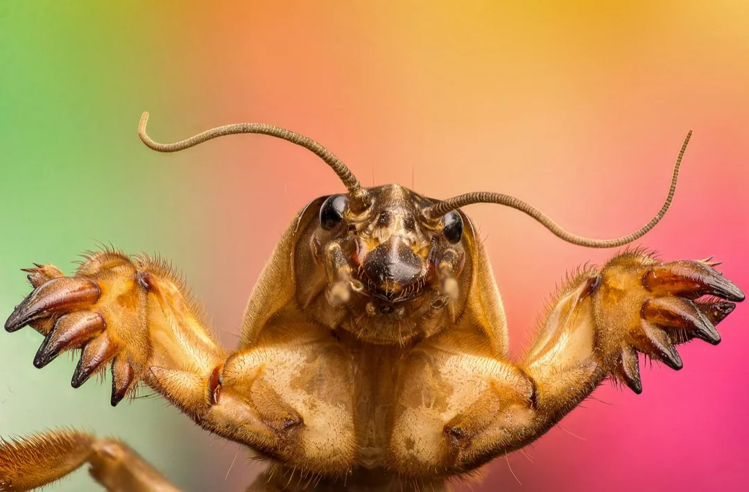 <p><span style="background-color: transparent;"><strong><span>Order:</span></strong><span> Orthoptera</span></span></p><p><span style="background-color: transparent;"><strong><span>Family:</span></strong><span> Gryllotalpidae</span></span></p><p><span style="background-color: transparent;"><strong><span>Common name</span></strong><span>: MOLE CRICKETS!!!</span></span></p>